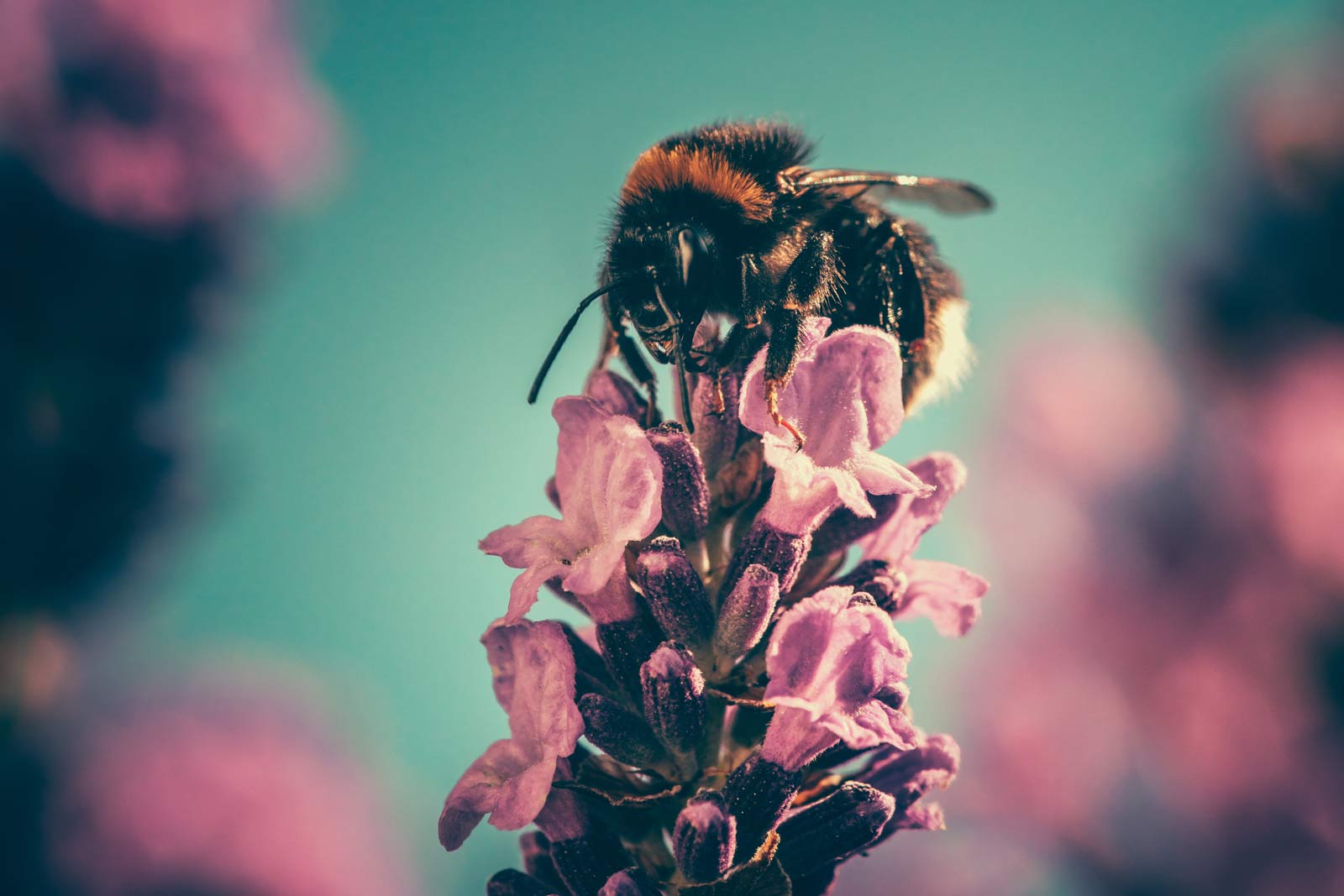 The benefits of bees Breathe Magazine Australia