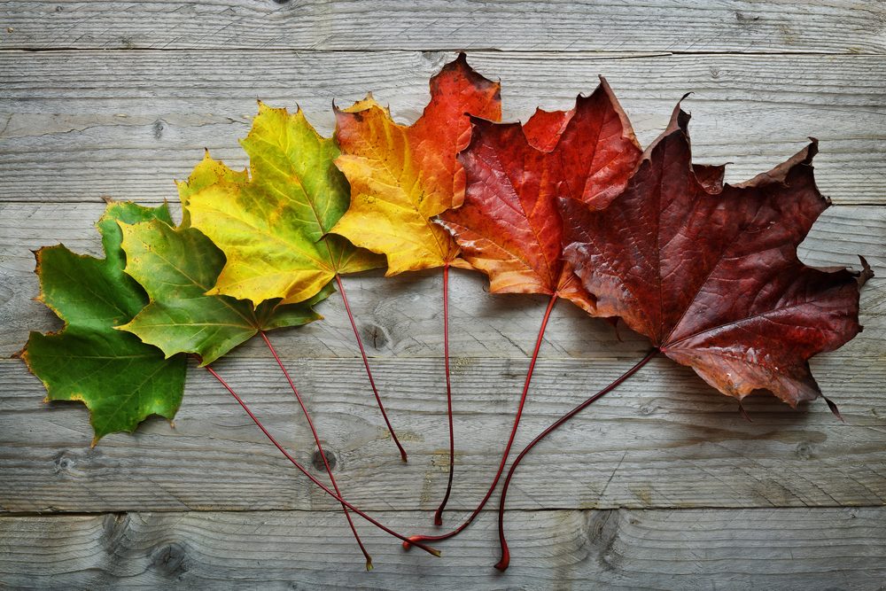 Array of leaves in changing colours