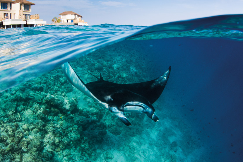 Manta Ray swimming in Maldives