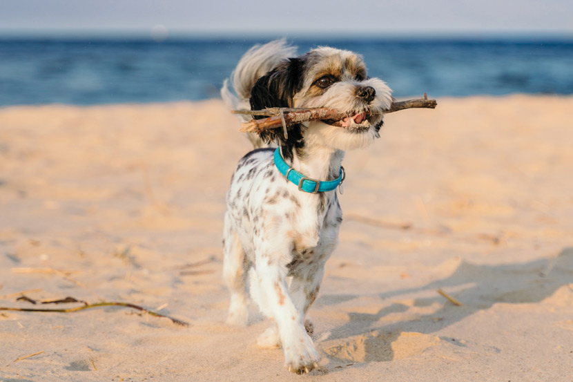 Dog at the beach