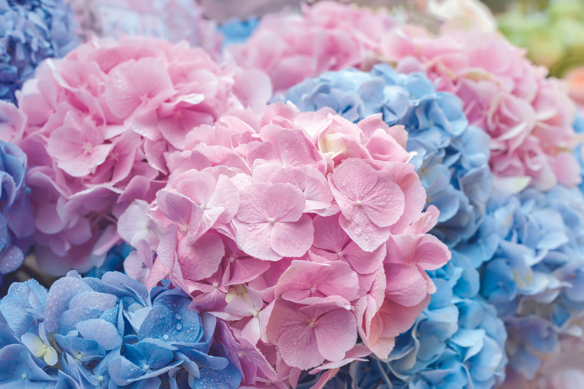 Hydrangea Flower bunches 