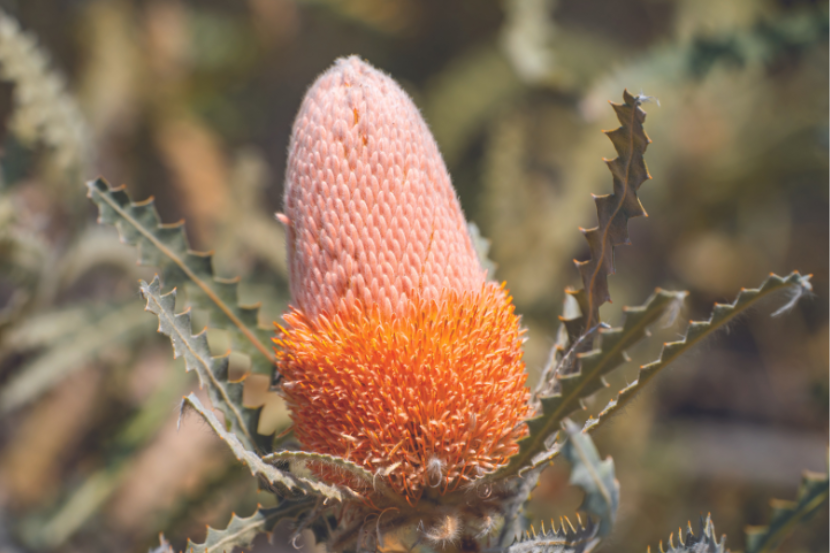 Banksia Flower