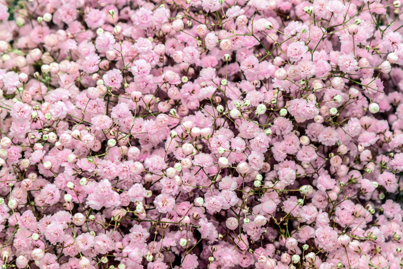 Pink gypsophila