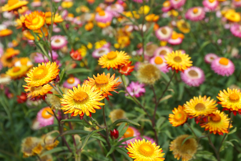 Strawflower