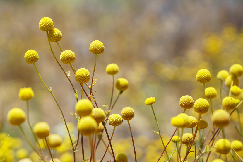 Pycnosorus aka Billy Buttons