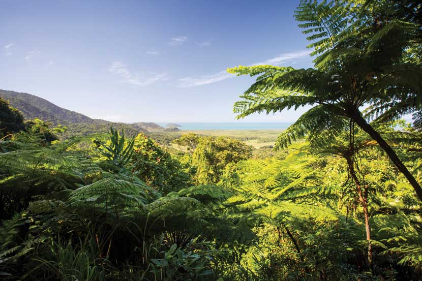 Daintree Rainforest, Australia 