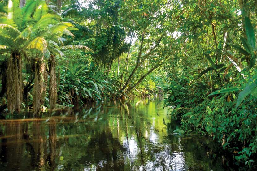 Amazon, South America 